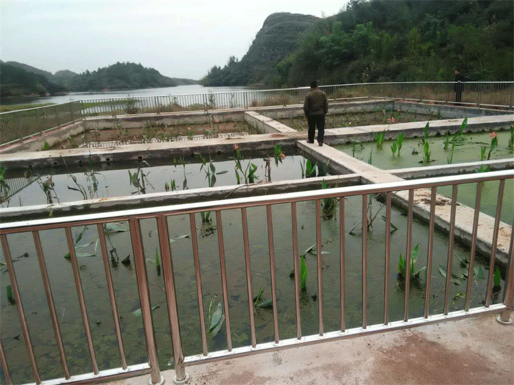 農村生活污水人工濕地